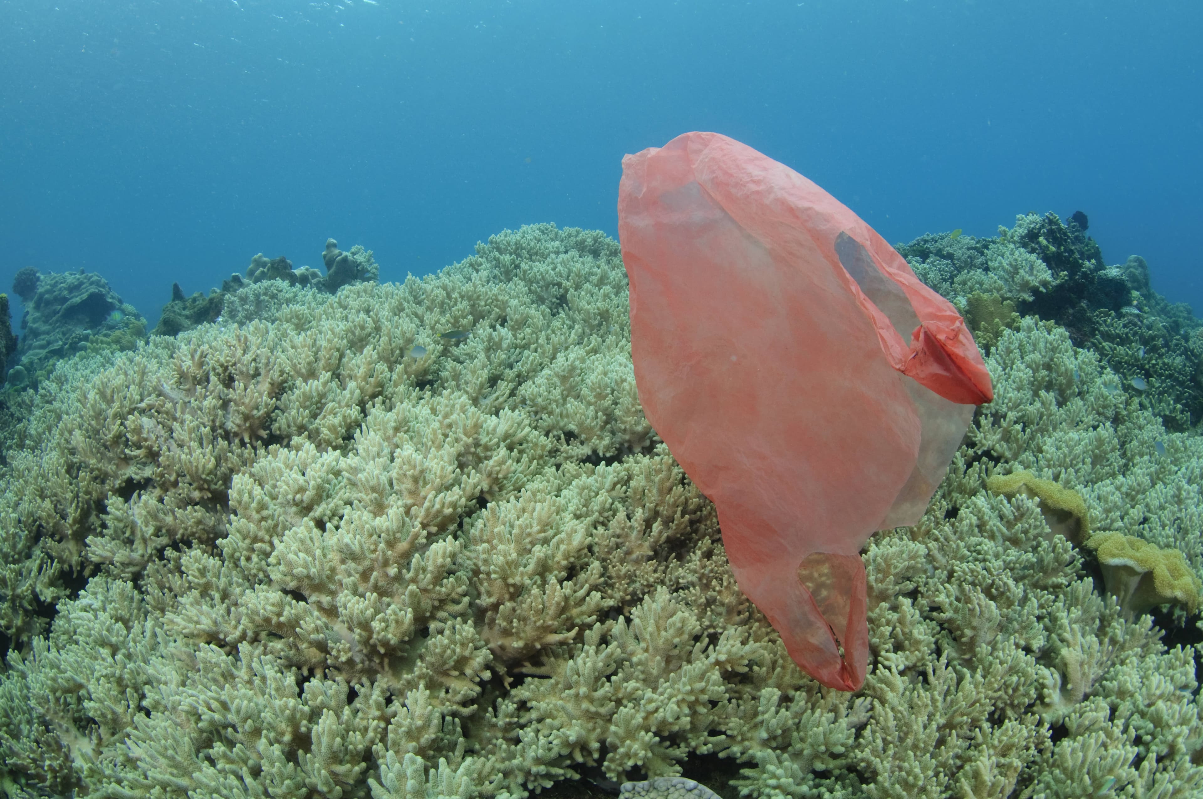 印尼北蘇拉威西藍碧海峽(Lembeh Strait)美麗的珊瑚礁中漂浮著一個塑膠袋。(東方IC)