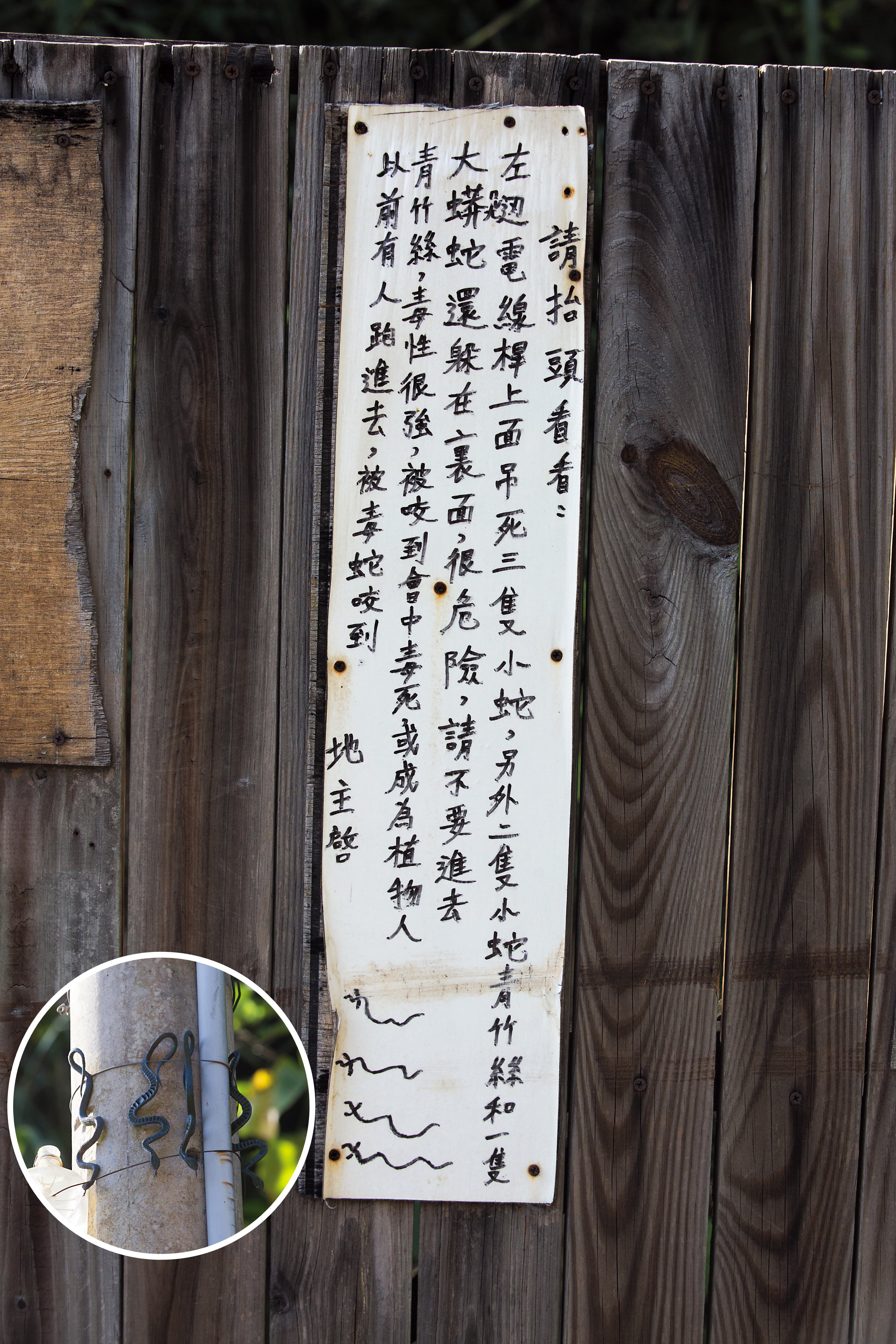 謝天福在苗栗土地入口處掛牌警告裡面有青竹絲,仔細一看,竟是塑膠製的假蛇(圓圖)。