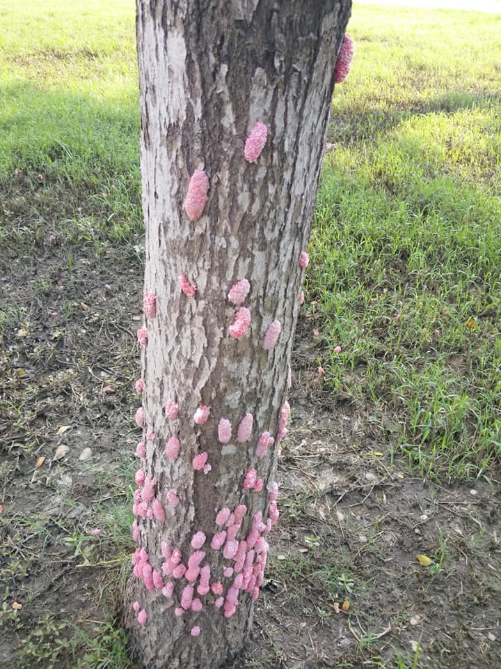 凹子底捷運站4號出口附近的公園草地上,拍到樹幹上布滿「粉紅福壽螺卵」,讓高雄市民感到不可思議。(翻攝自臉書)