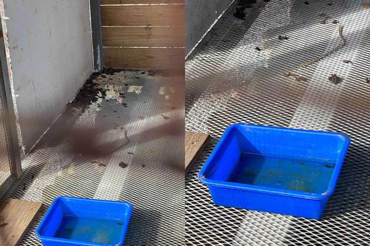 民眾指控屏東墾草趣親子園區不當飼養動物,雪貂籠內環境髒亂。(翻攝自臉書社團「小貂幼稚園」)