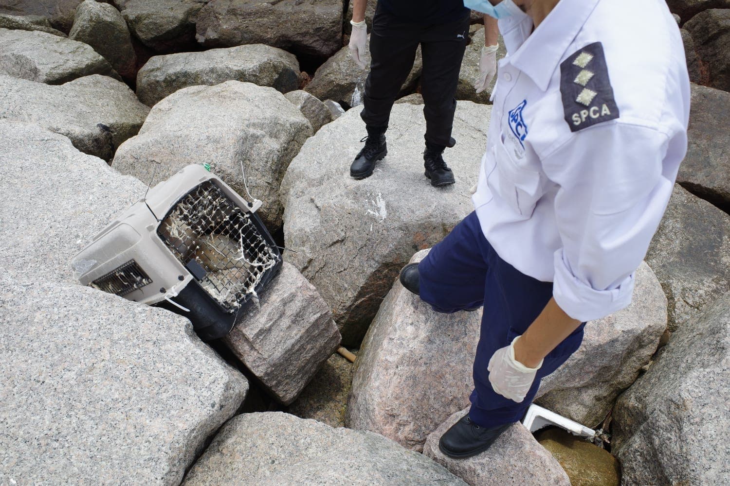 香港走私案害死15隻動物。(翻攝自香港愛護動物協會)