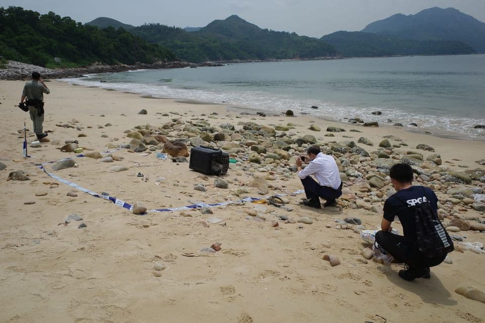 香港走私案害死15隻動物。(翻攝自香港愛護動物協會)