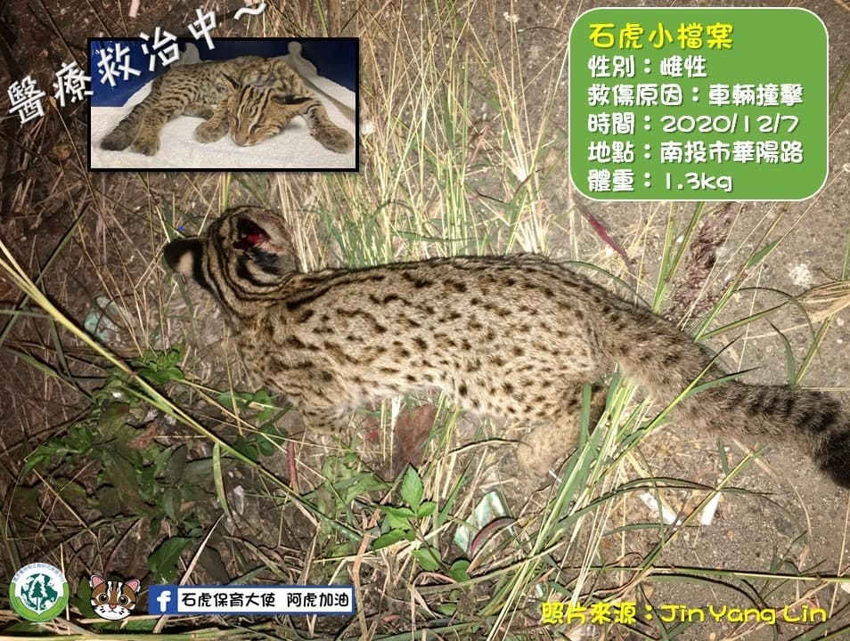 特生中心石虎研究團隊將受傷小石虎交由野生動物急救站照護。（翻攝自石虎保育大使 阿虎加油臉書）