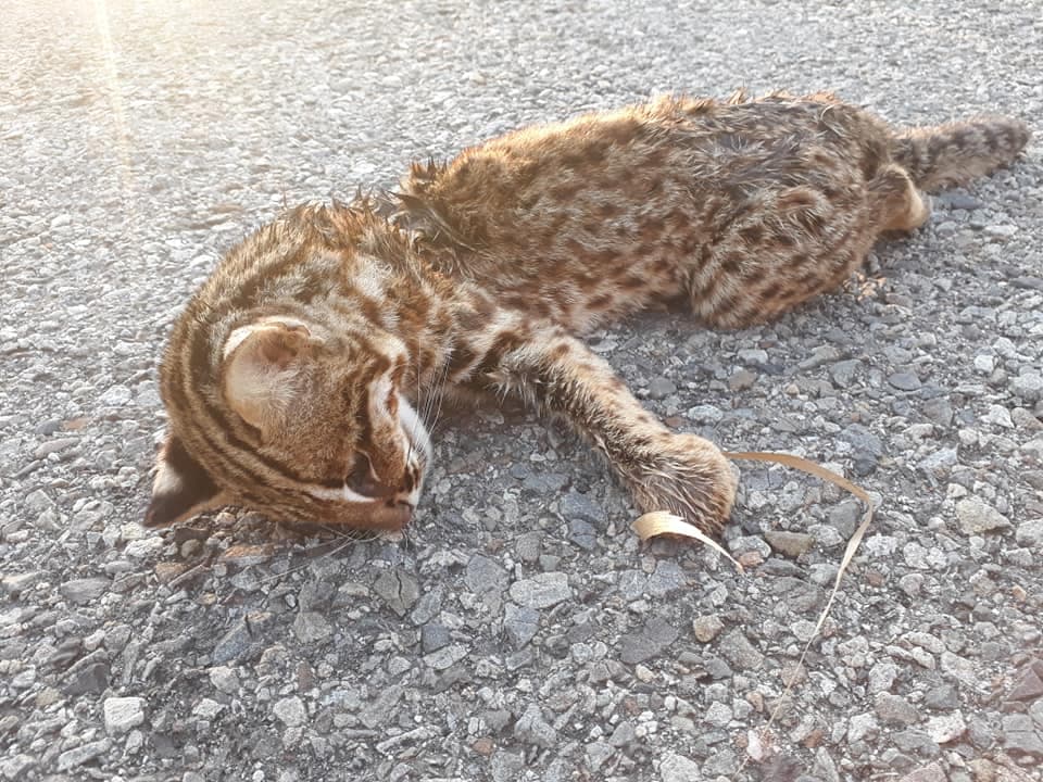 苗栗一隻小石虎疑似遭犬隻攻擊死亡。(翻攝自苗栗大小事臉書)