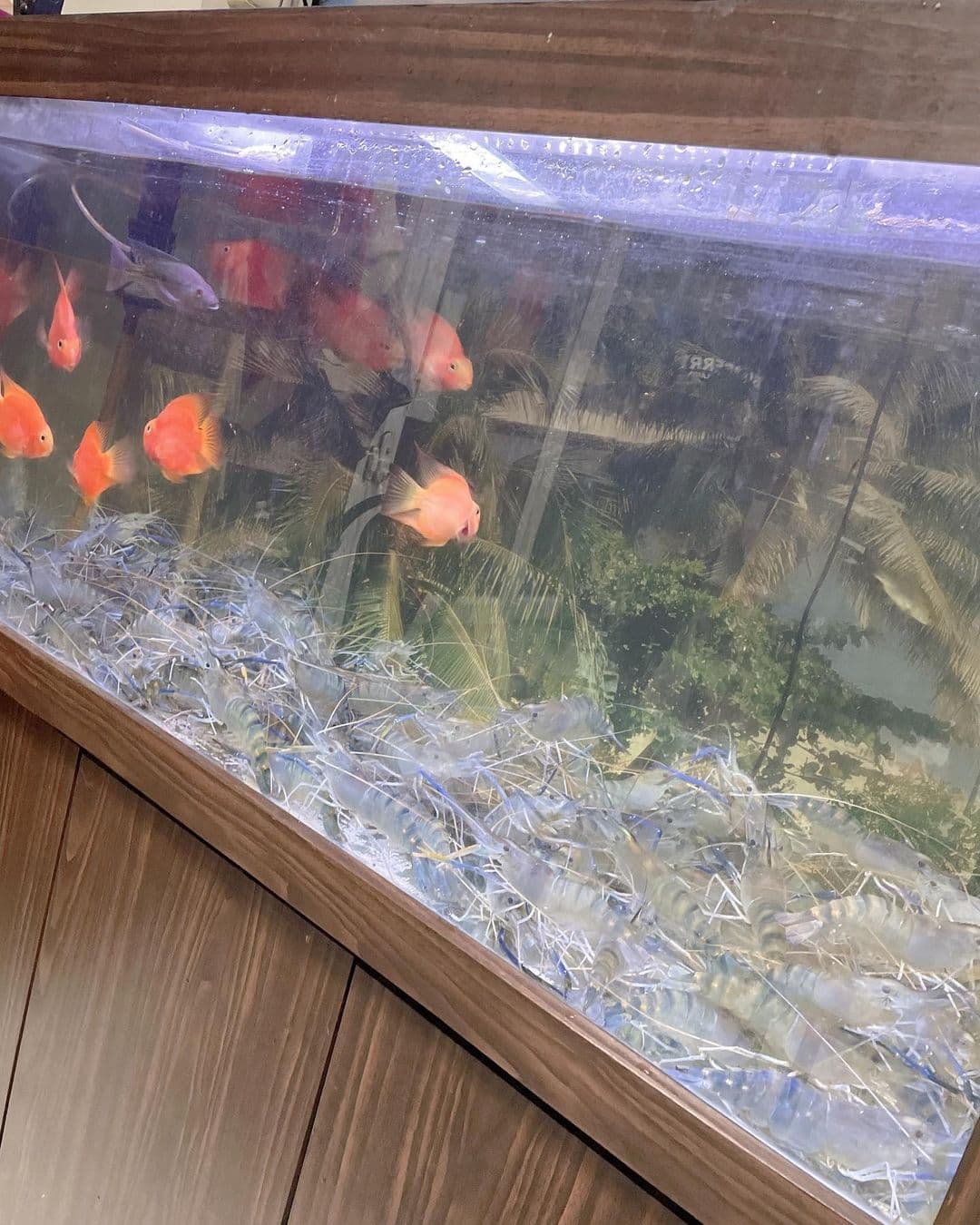 網友看到「魚缸秒變活蝦場」都不禁讚嘆「超狂!」。(翻攝自罔腰IG)