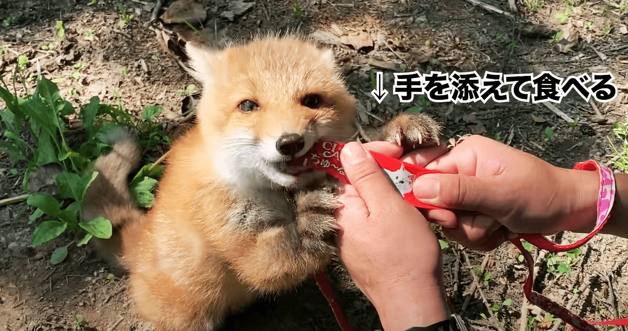 該動物園最近也讓小狐狸紅豆君挑戰吃肉泥,原本只想要玩沒注意到肉泥的孩子,一吃到肉泥後愛上狂吃的樣子,也讓粉絲大讚超療癒。(圖片翻攝Youtube頻道ノースサファリサッポロ)