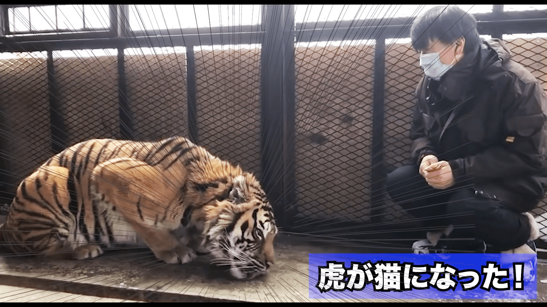 Tigger最後連地上滴落的肉泥也不放過,趴在地上舔地板的樣子更讓貓奴認證大貓無誤。(圖片翻攝Youtube頻道ノースサファリサッポロ)