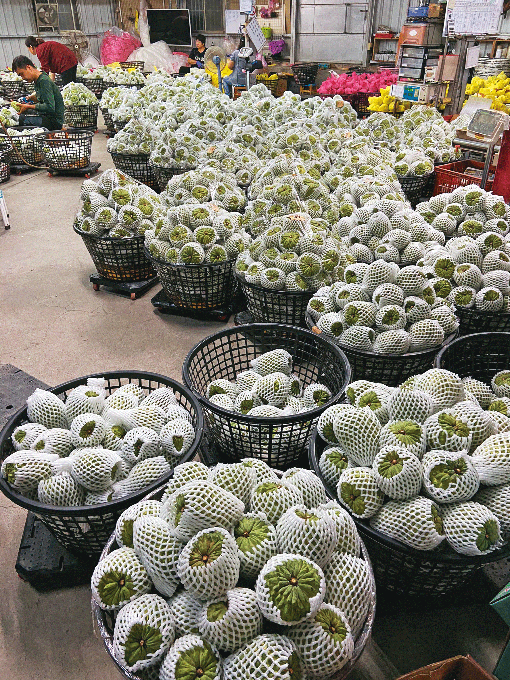 台東是鳳梨釋迦主要產地,一年產量超過2.5萬噸,主要銷往中國。(林沛縈提供)
