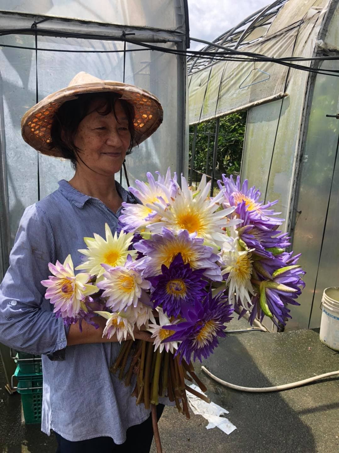 葉金梅對兒子的綠手指技術讚不絕口,圖為她將蓮花採下準備插花欣賞。(翻攝大果農莊臉書粉絲團)