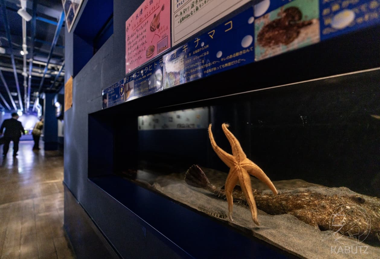 日本愛知縣竹島水族館內，一隻海星在閉館前貼著水族箱玻璃，姿勢宛如揮手向遊客道別，畫面曝光後迅速在網路上爆紅。（翻攝自X/curve_ni）
