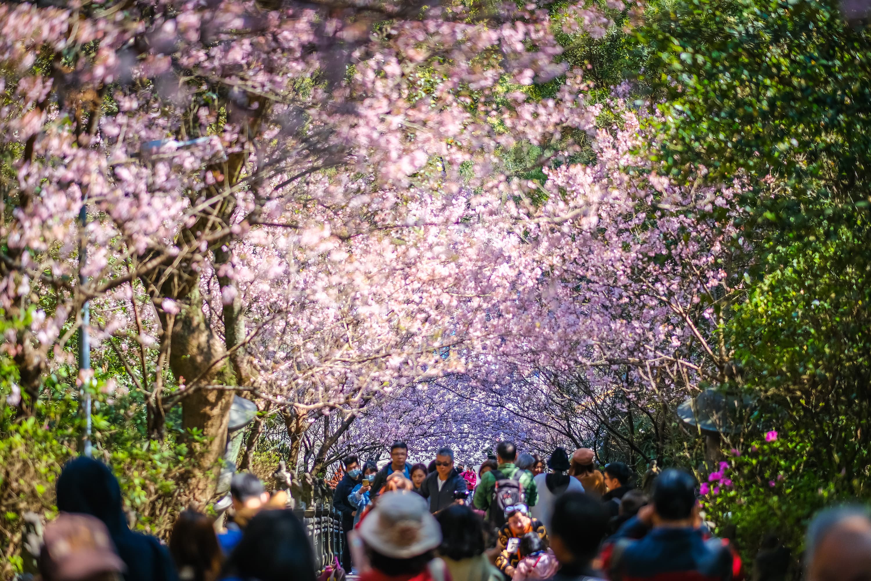 碧山巖石階步道兩側櫻花盛開,形成浪漫的櫻花隧道。
