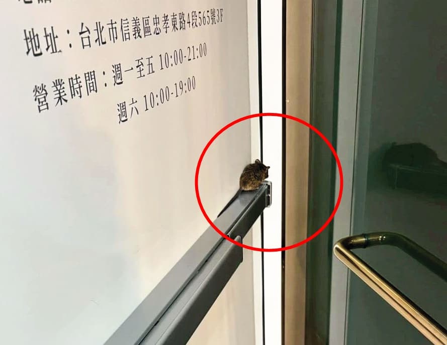 診所員工曾目擊老鼠(紅圈處)爬在大門門把上,讓她非常崩潰。(讀者提供)