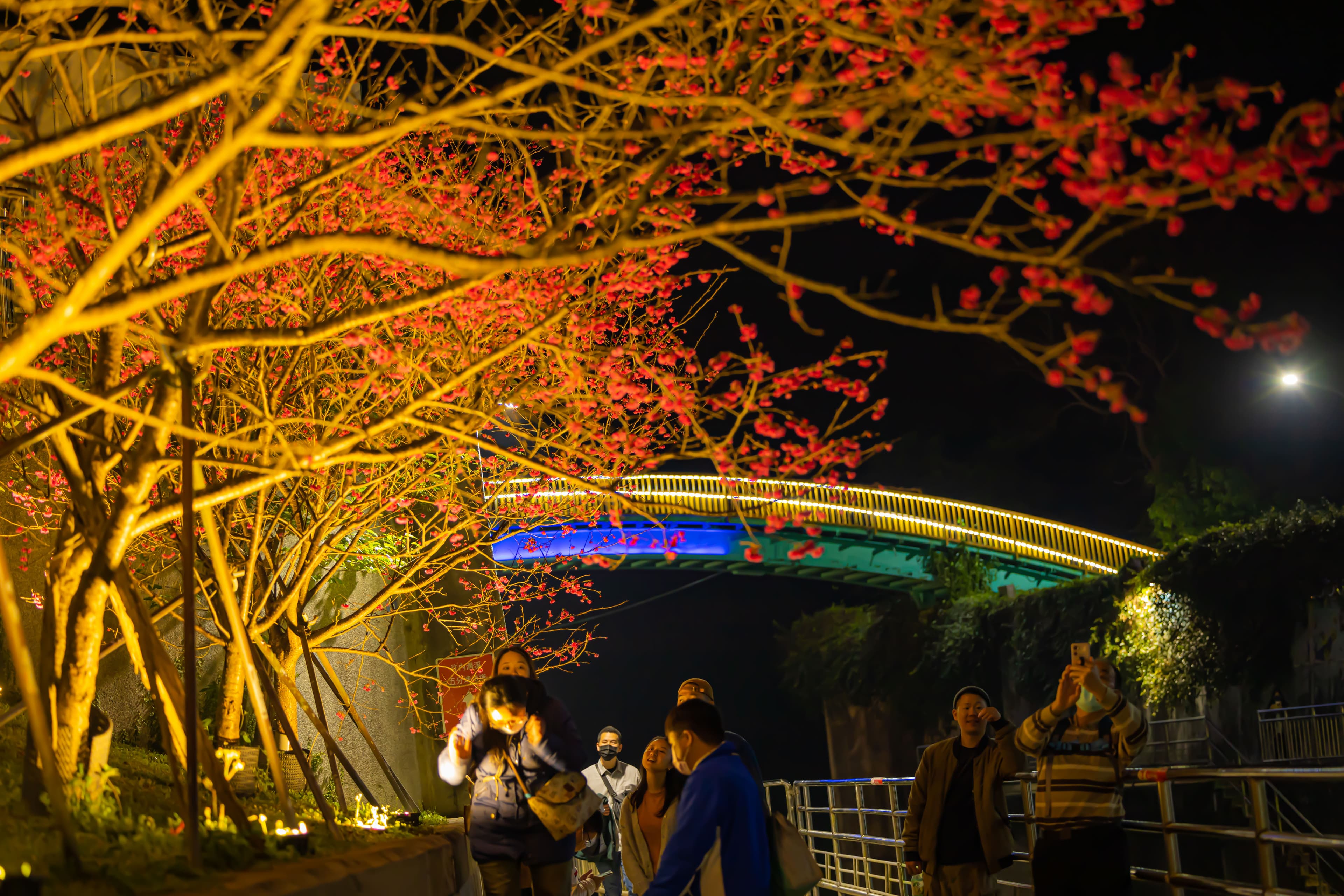 內溝溪櫻花步道舉辦的夜櫻點燈活動,氛圍浪漫。(台北市工務局)
