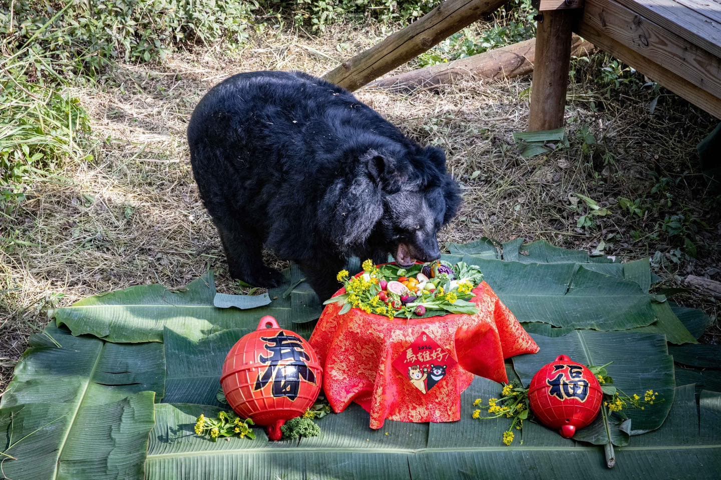壽山動物園今宣布,高齡30歲的黑熊瑪莉奶奶昨天上午在睡夢中安詳離世。(壽山動物園提供)