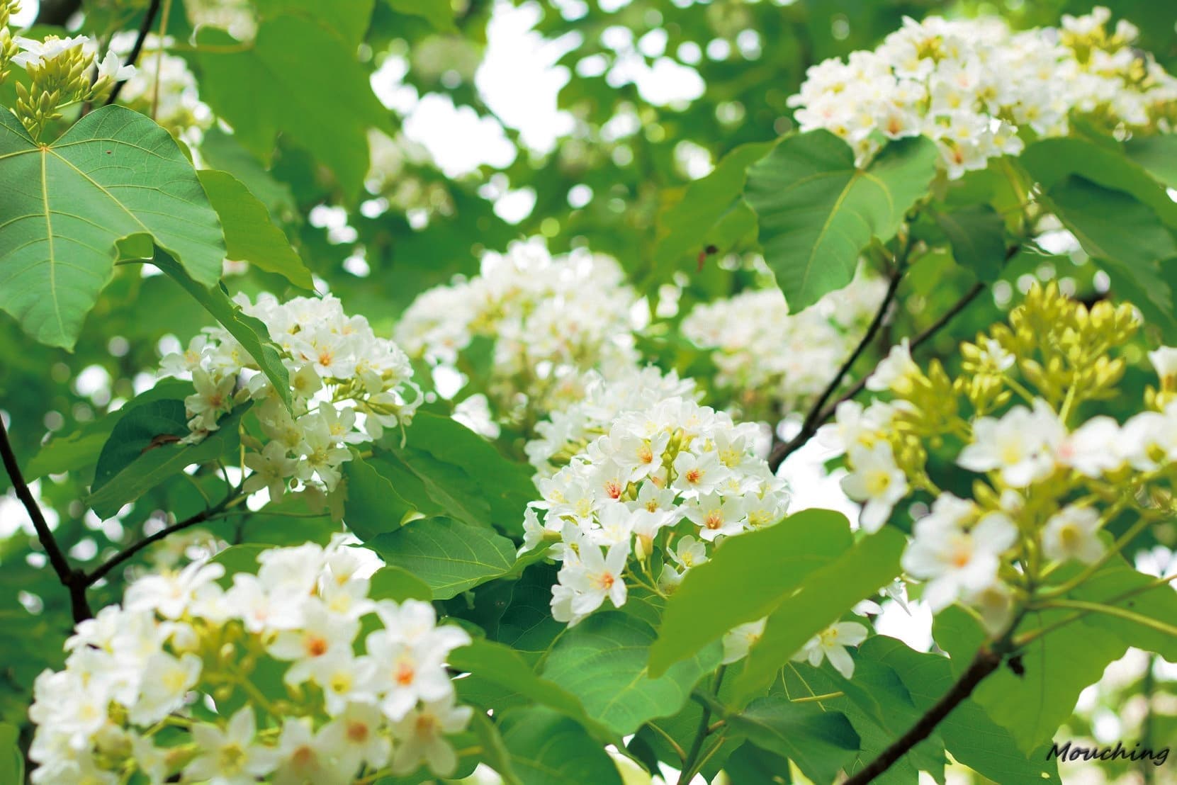 巨埔環山桐花步道。(新竹縣政府提供)