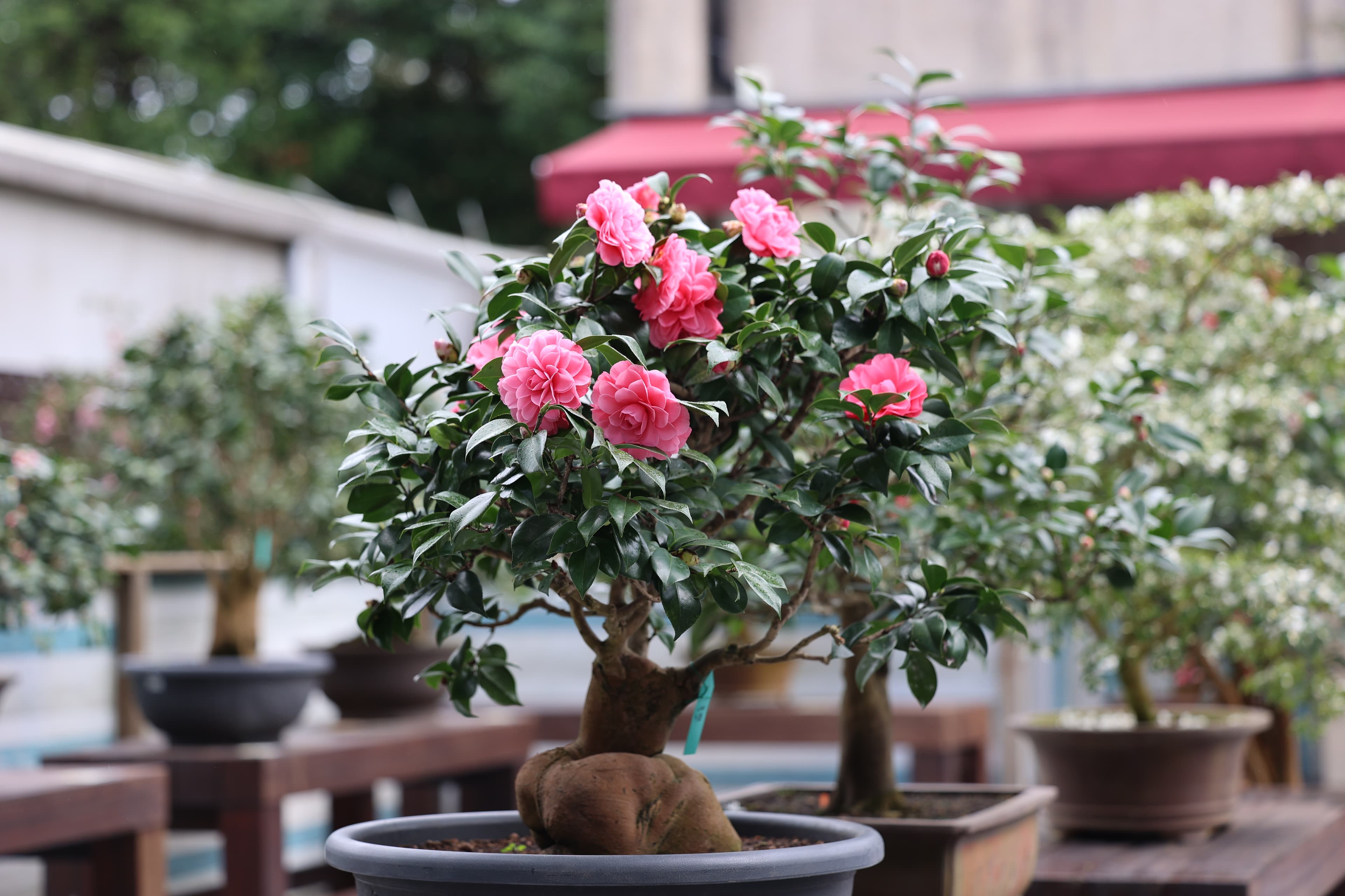 今年「台北茶花展」展出近60個品種的茶花。(台北市工務局)