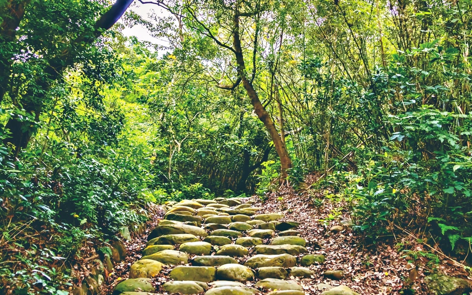 金獅步道保留了昔日的大顆卵石路。(新竹縣政府提供)