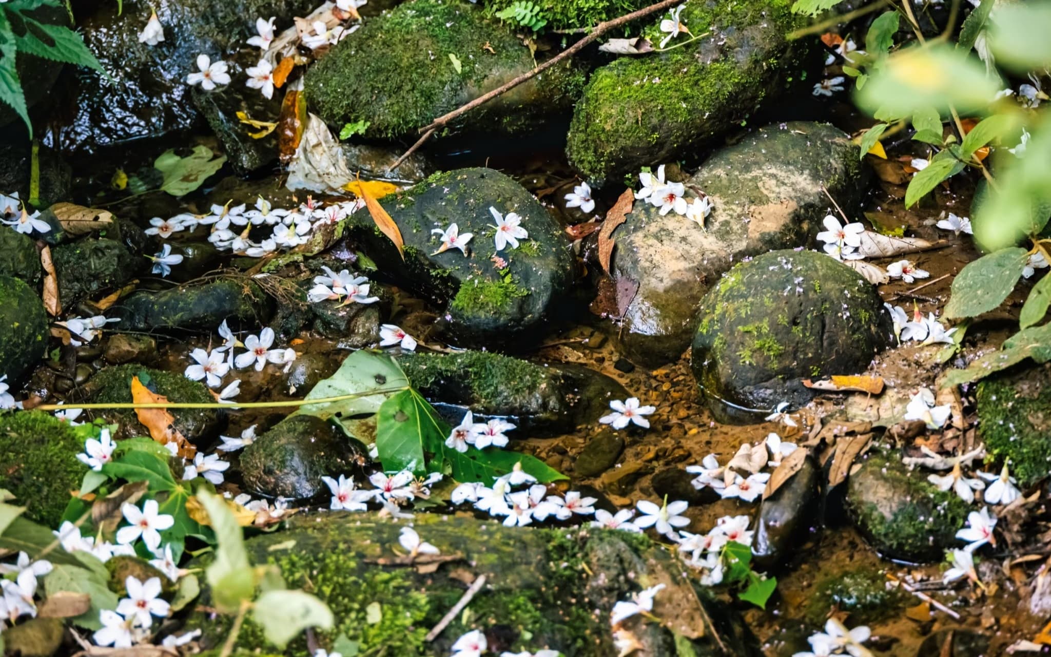 步入鹿寮坑賞桐步道的山林小徑,可欣賞到溪谷漂桐美景。(新竹縣政府提供)