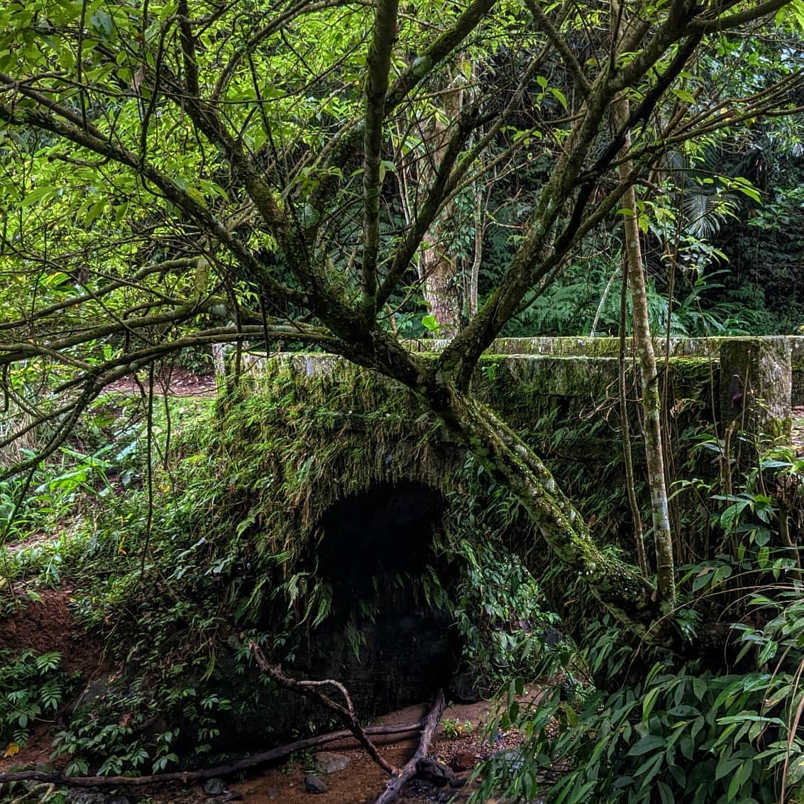 騎龍古道上的糯米古橋。(新竹縣政府提供)