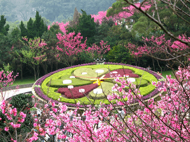 陽明山花鐘是陽明山的熱門賞花景點。(台北市工務局)