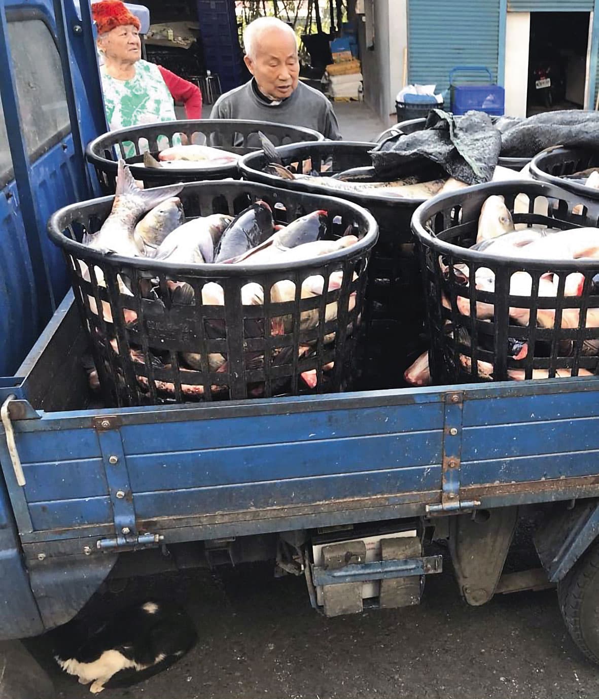 捕撈上岸的鰱魚用貨車載運,供江明苓挑選,一次要買上萬斤。(江明苓提供)