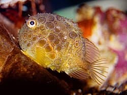 圓鰭魚常見於北半球溫帶寒冷海域,日本東北分布著許多特有種。(翻攝自維基百科)