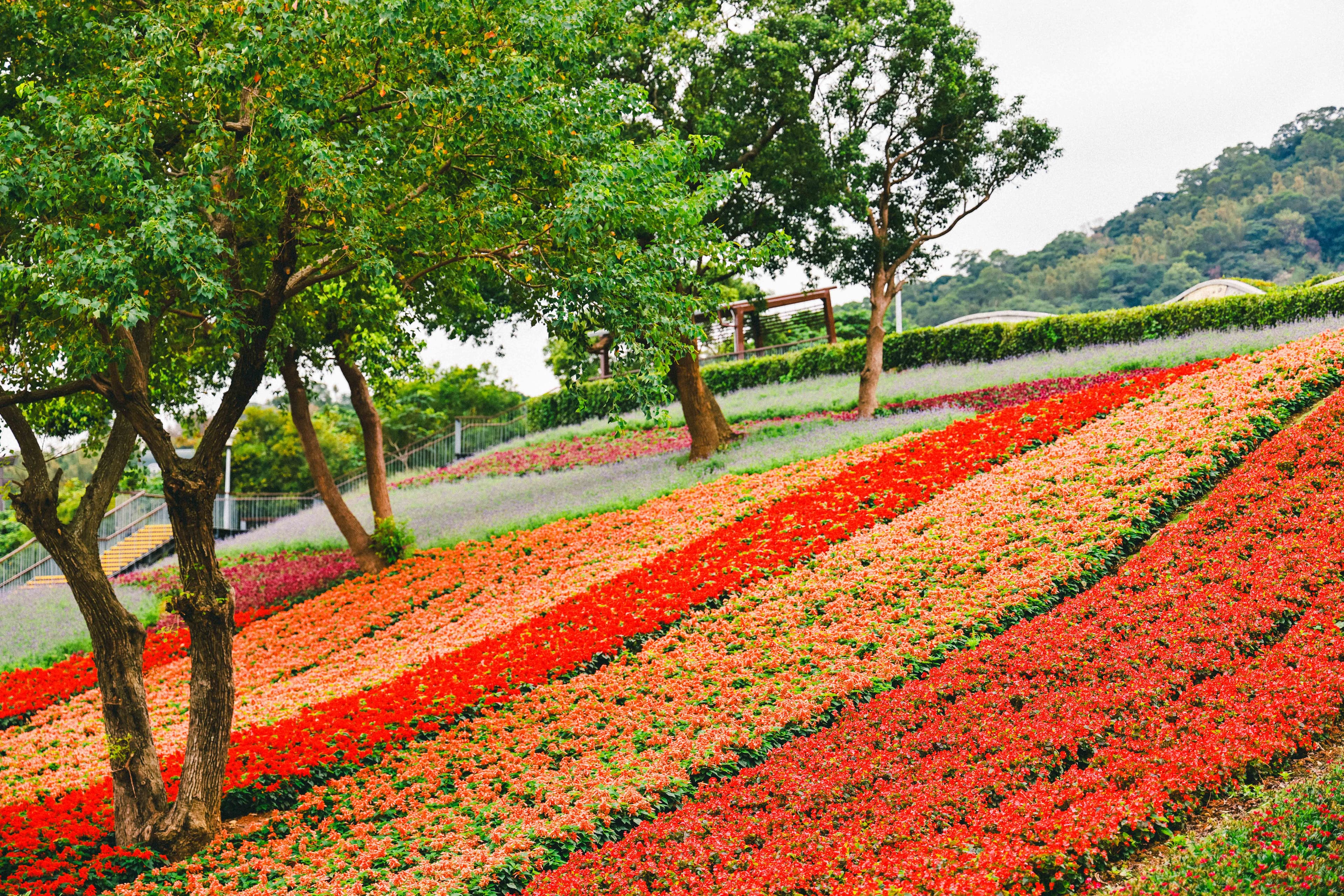 北投社三層崎公園花海景觀壯麗。(台北市工務局)