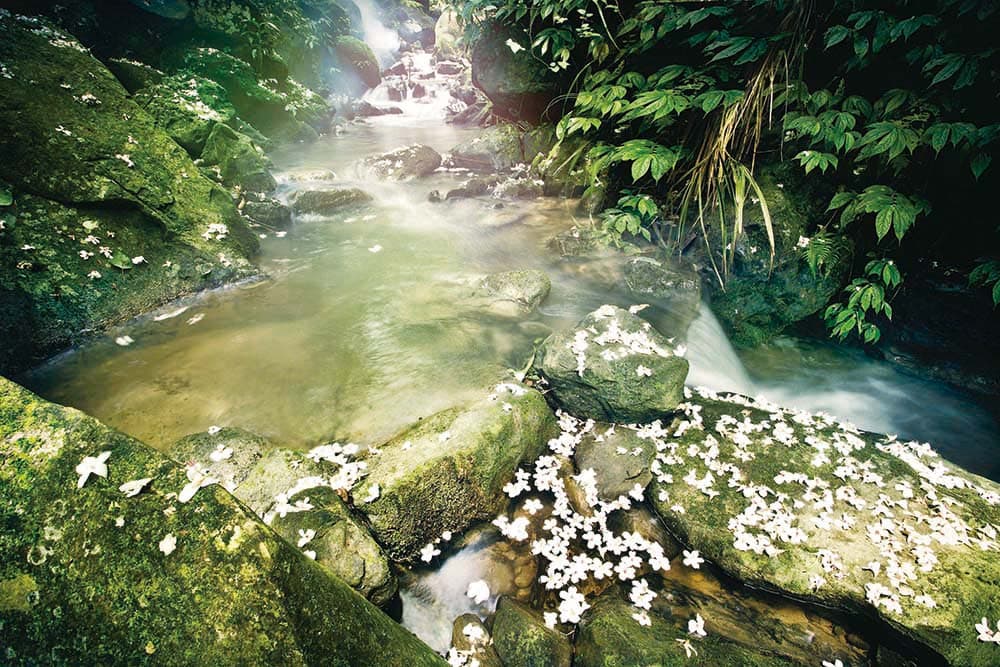 六寮古道上,雪白桐花飄落小溪及步道。(新竹縣政府提供)
