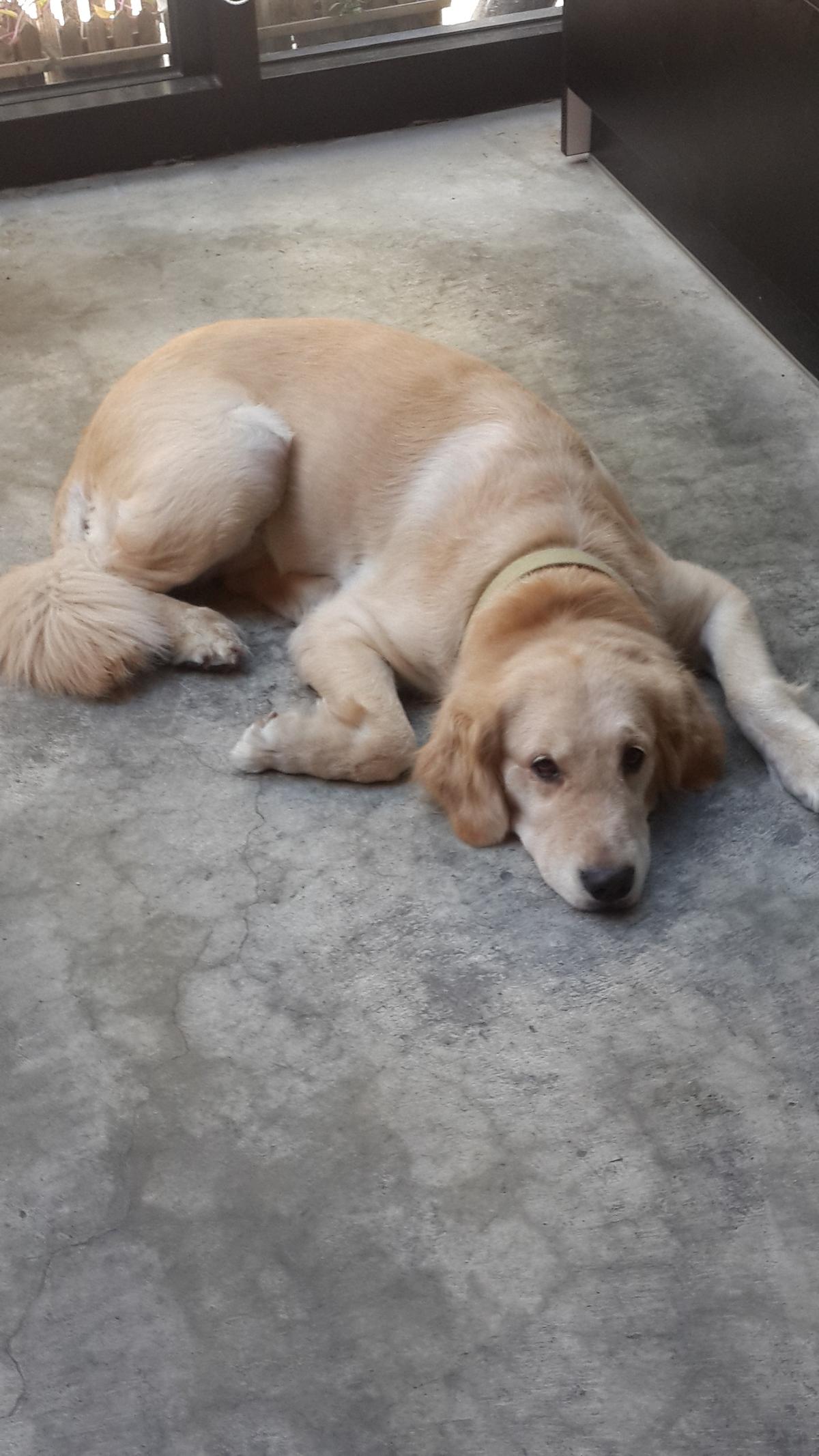 平常BELLA最喜欢躺在地板上，眼睛盯着人瞧，眼神超有戏。（NO NAME提供）