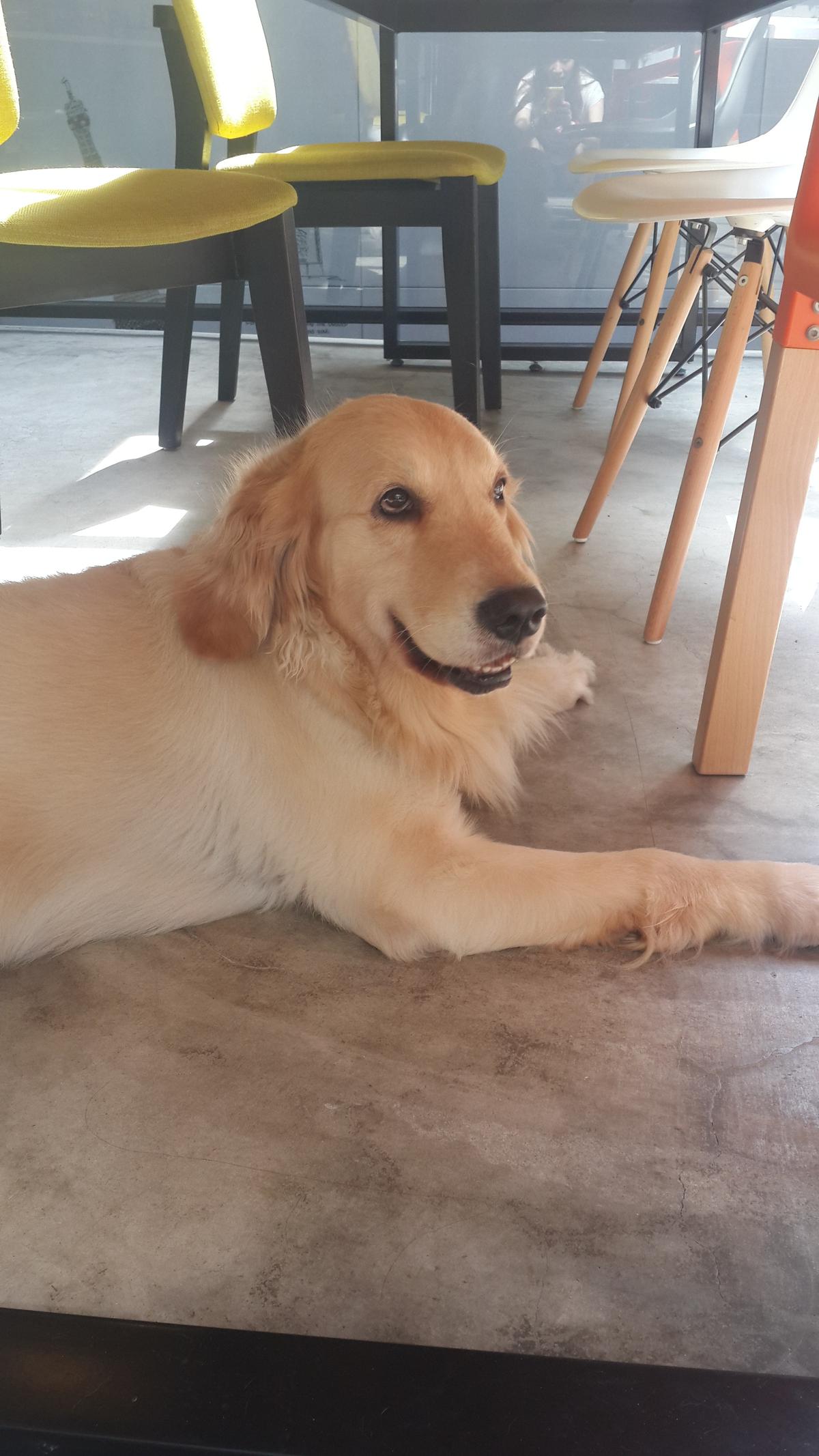 BELLA常趴在NO NAME录音室落地窗边，可爱模样吸引路过的人驻足。（NO NAME提供）