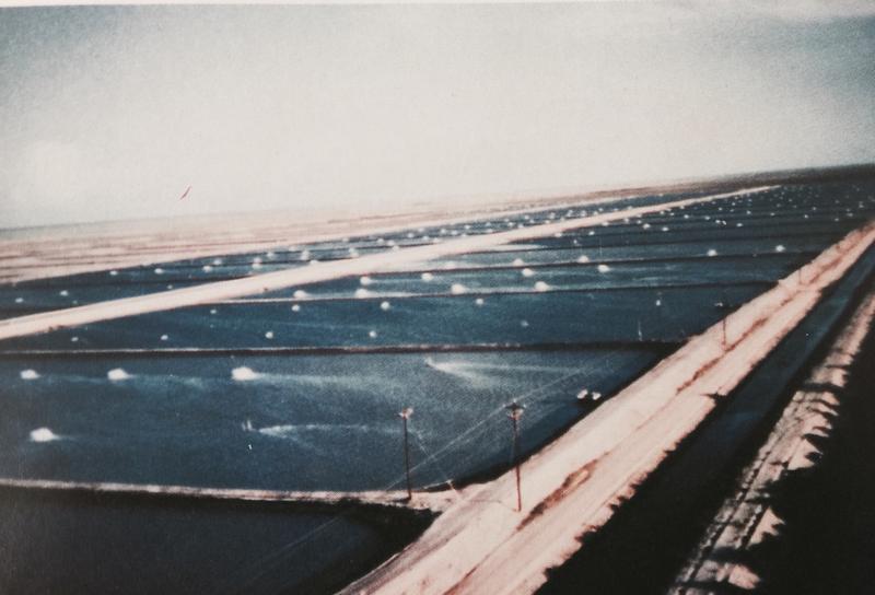1989年,朋友找陳宏棟一起在德州創辦台灣養蝦村,養殖2000多公頃的厄瓜多爾白蝦。(陳宏棟提供)